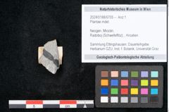 Foto (Objekt + Etikett) von Plantae indet.  (NHMW-GEO-2024-0188-6705)